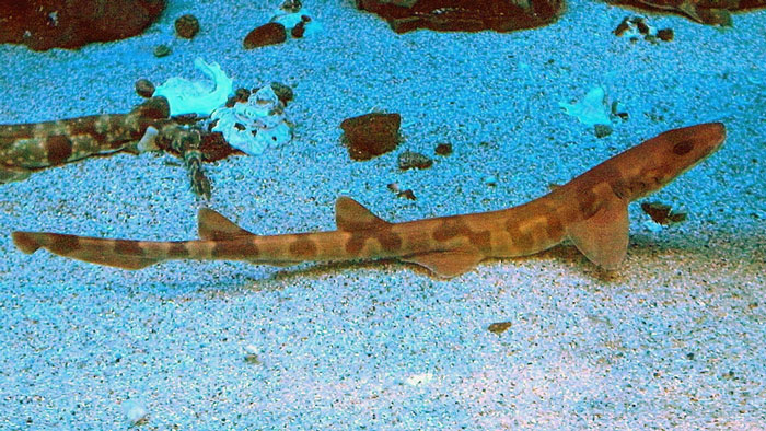 Carpetshark