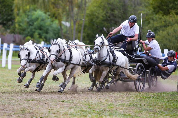 Carriage Driving