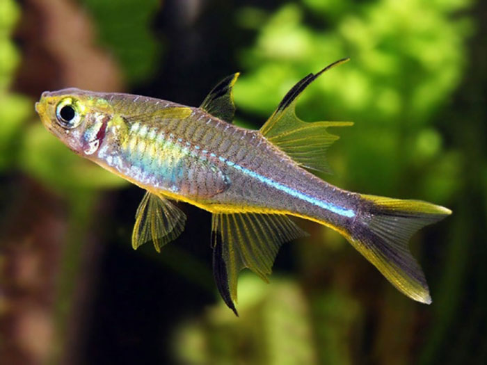 Celebes Rainbowfish