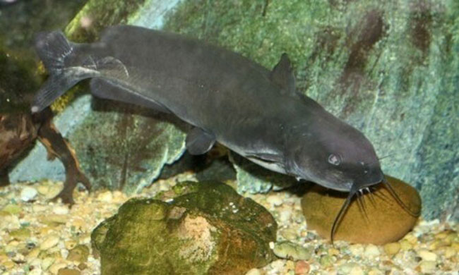 Channel Catfish