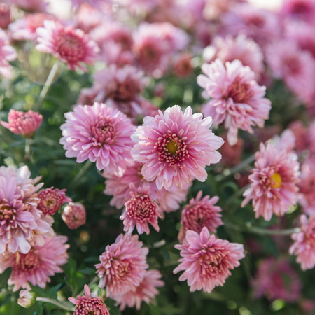 Chrysanthemums