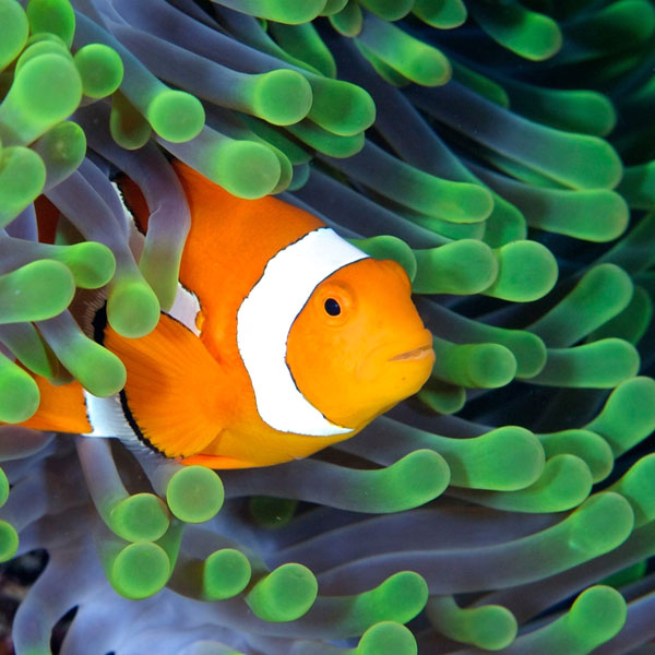 Clownfish