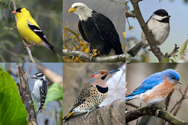 Common Birds That Start With The Letter A-Z