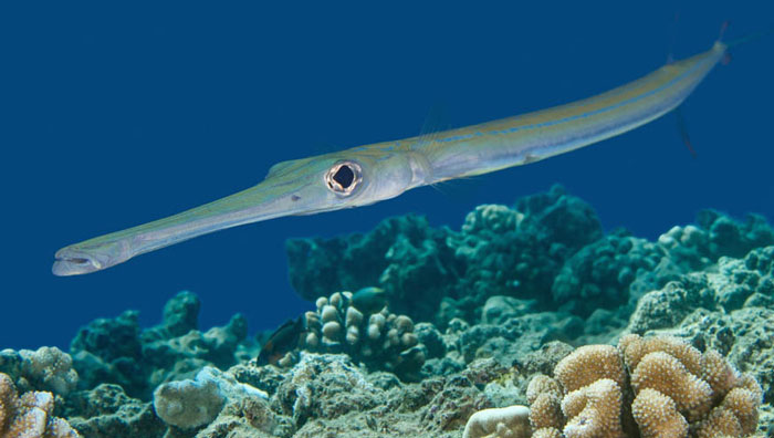 Cornetfish