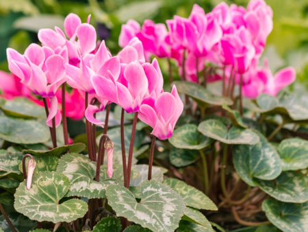 Cyclamen