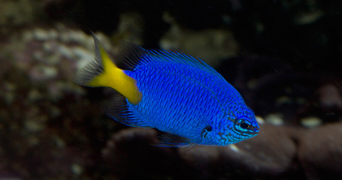 Dazzling Damselfish