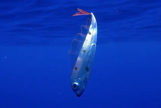 Dealfish