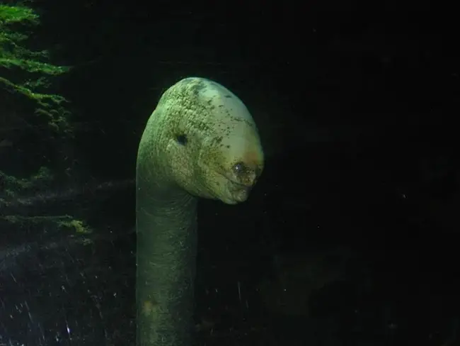 Deep Sea Eel