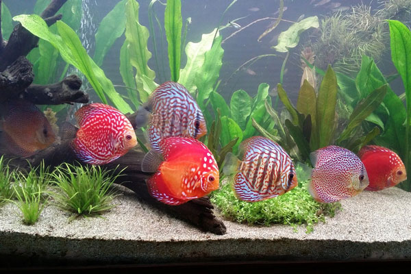 Discus