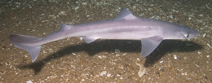 Dogfish Shark