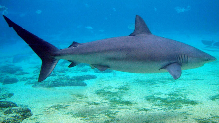 Dusky Shark