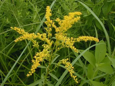 Early goldenrod 