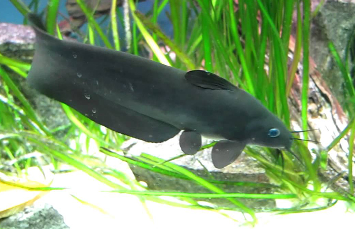 Eeltail Catfish