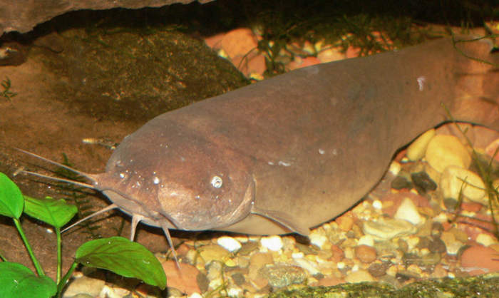 Electric Catfish