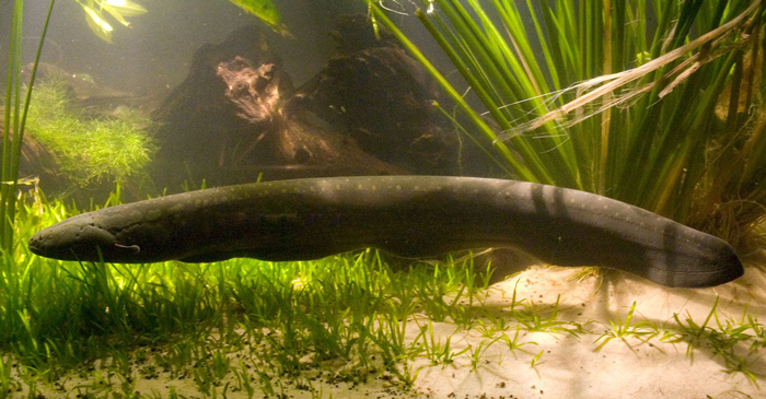 Electric Knifefish