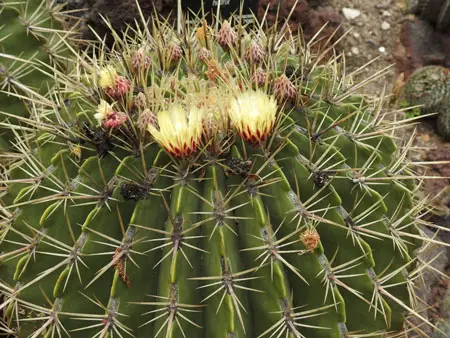 Electrode Cactus 