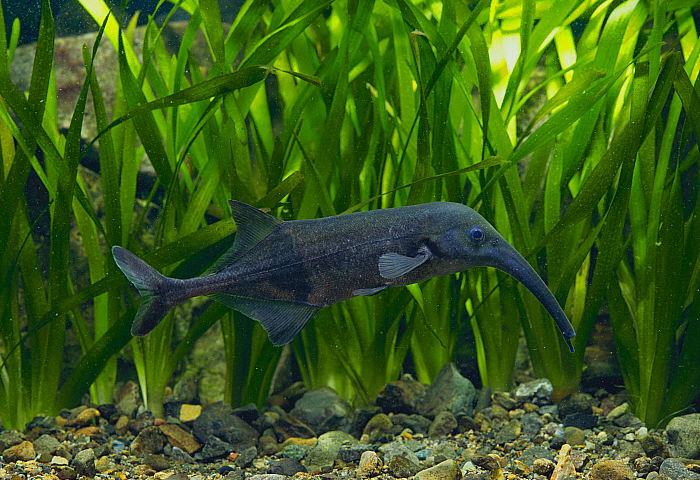 Elephant Fish