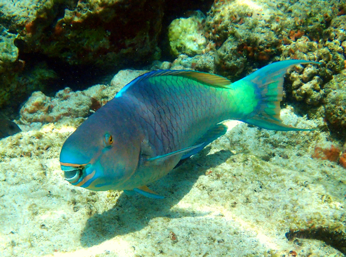 Ember Parrotfish