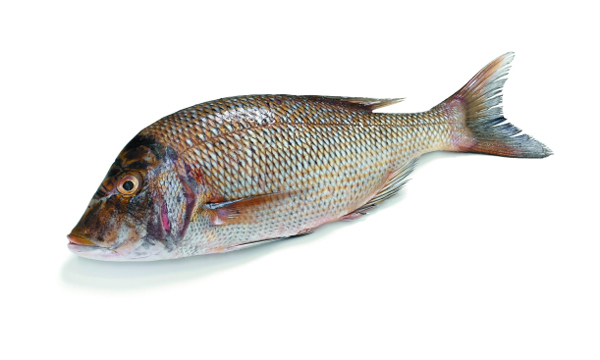 Emperor Bream