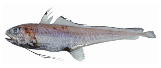 Eucla Cod