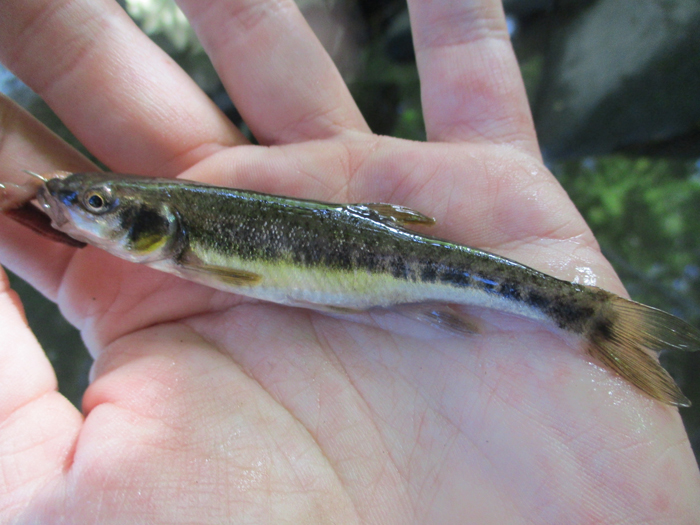 European Minnow