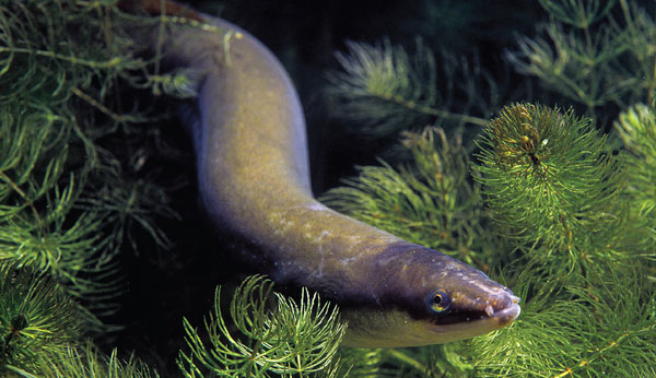 European eels