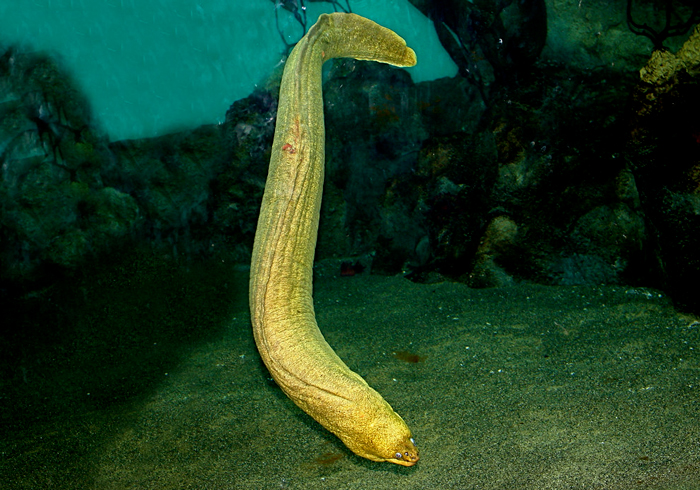 False Moray