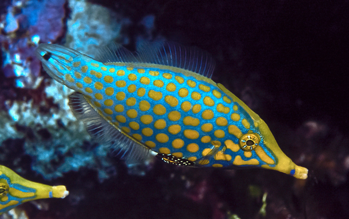 Filefish