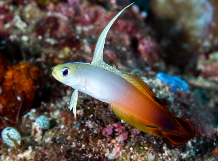 Fire Goby