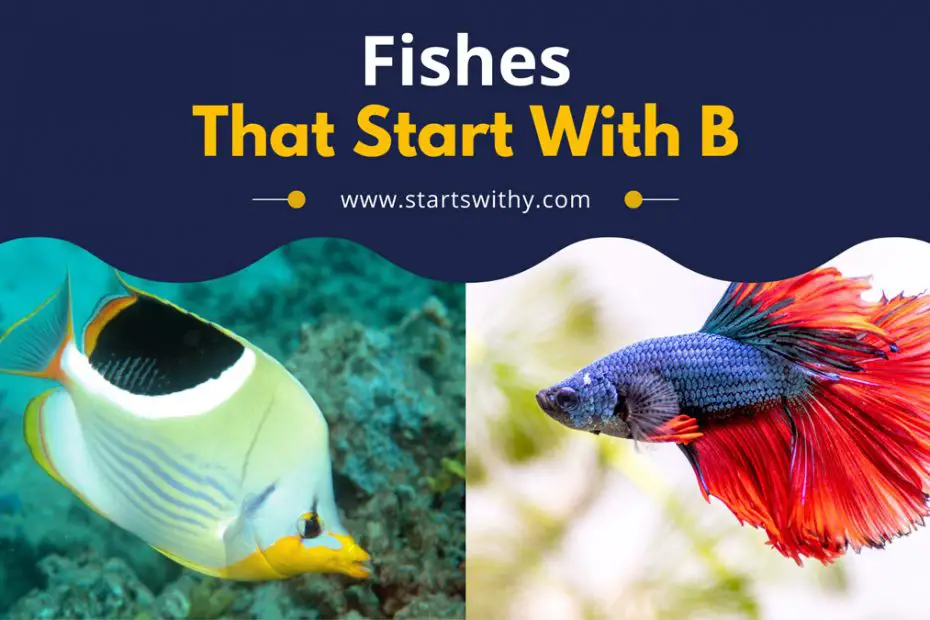 Fishes That Start With B