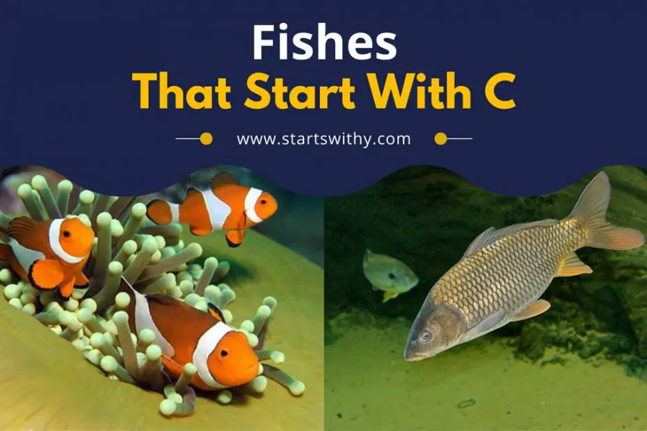 Fishes That Start With C