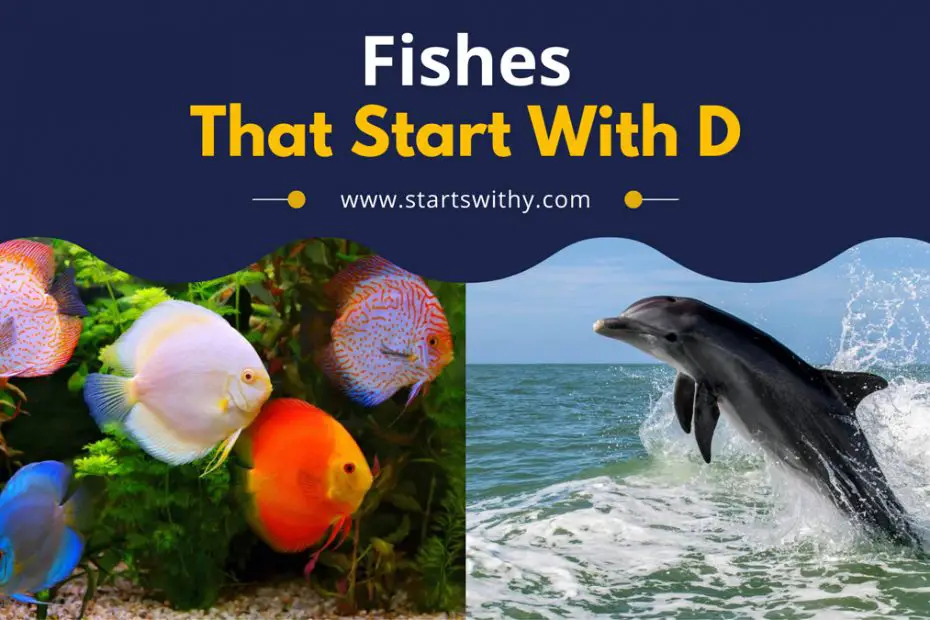 Fishes That Start With D
