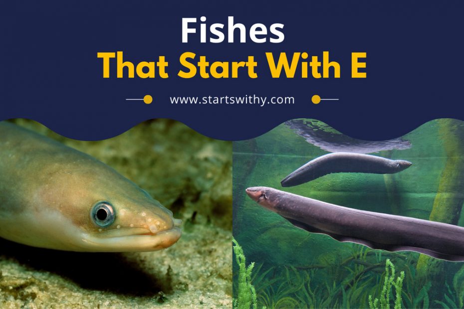 Fishes That Start With E