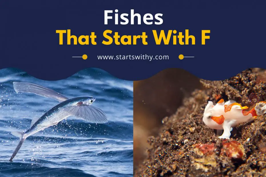Fishes That Start With F