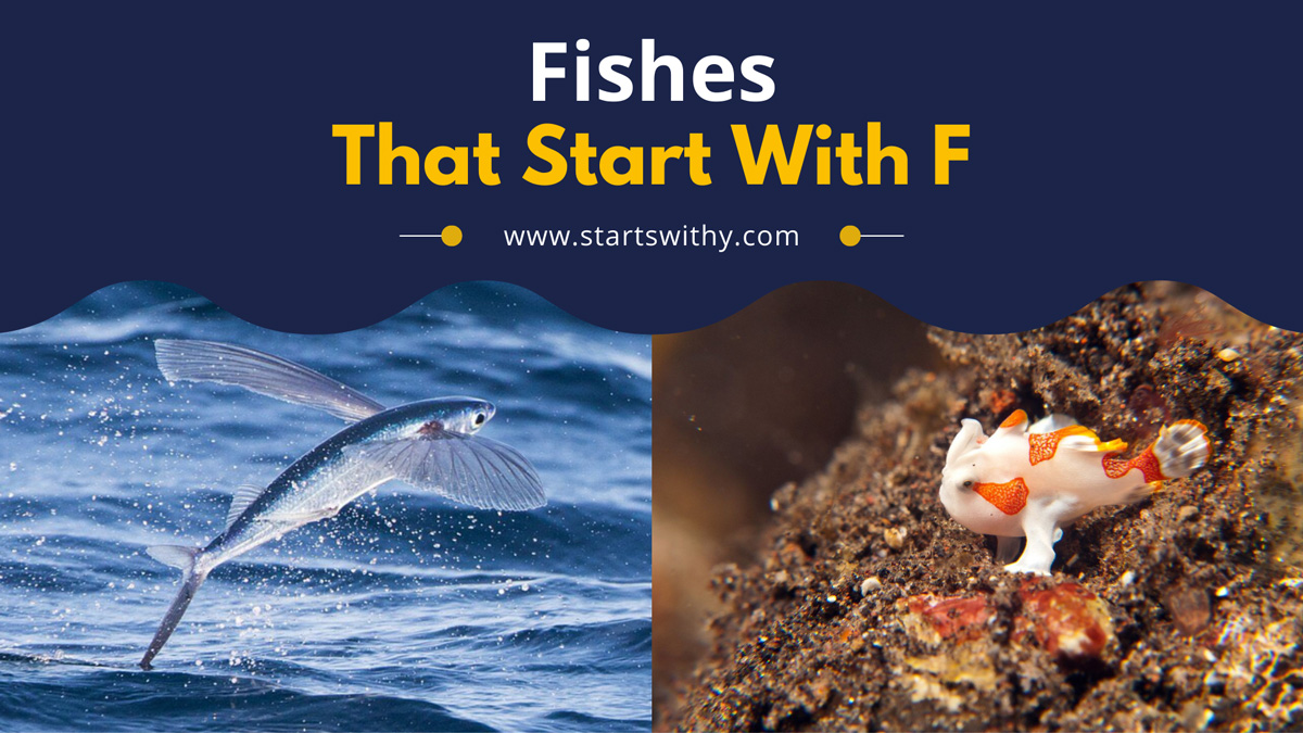 35+ Fishes That Start With F