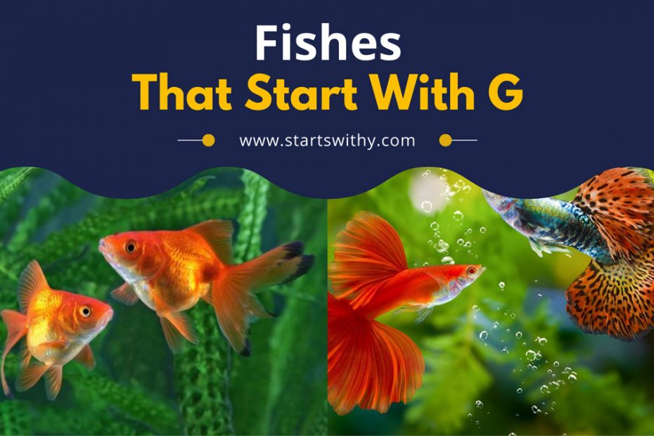 Fishes That Start With G