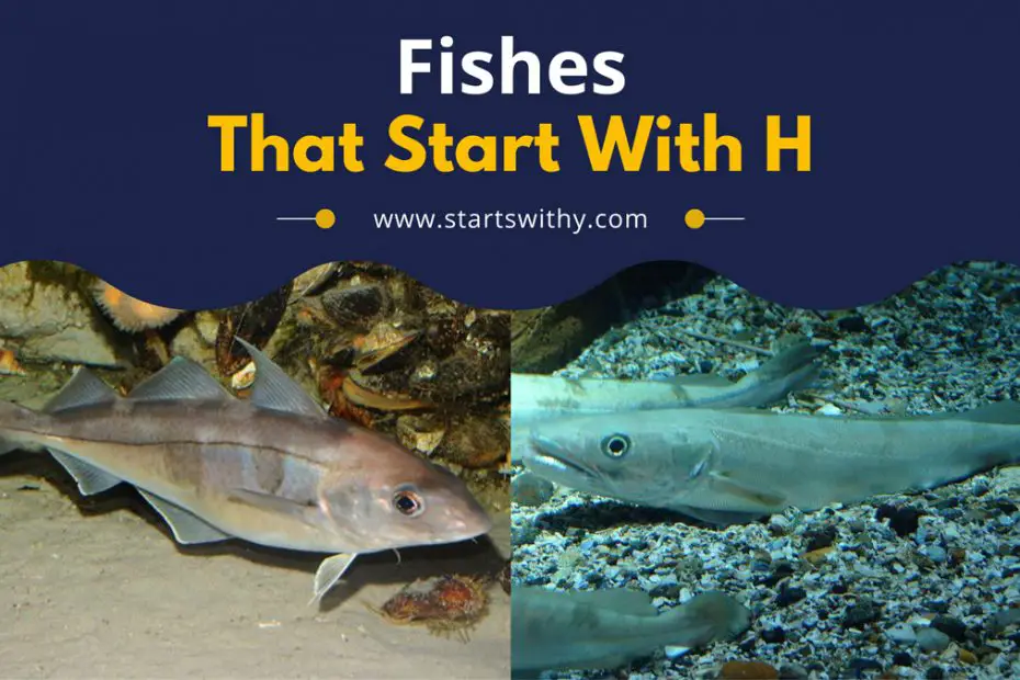 Fishes That Start With H