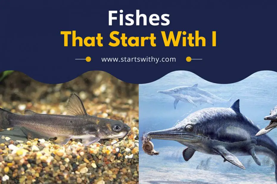 Fishes That Start With I