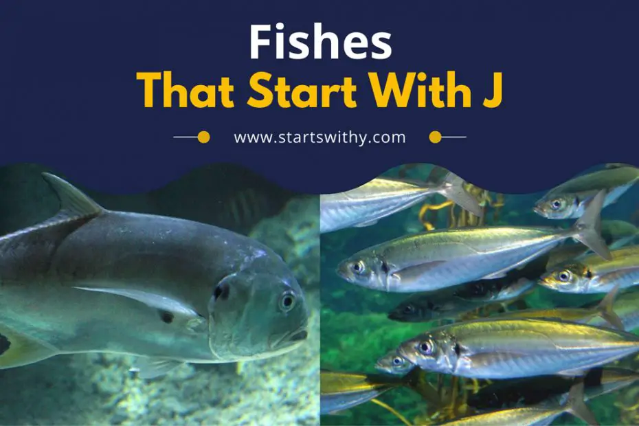 Fishes That Start With J