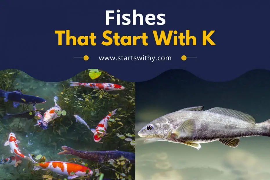 Fishes That Start With K