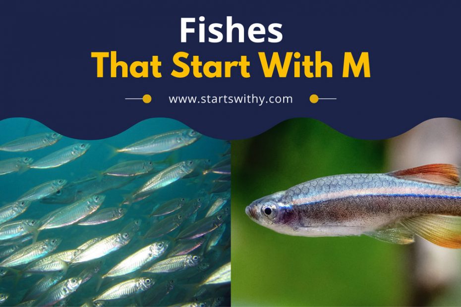 Fishes That Start With M