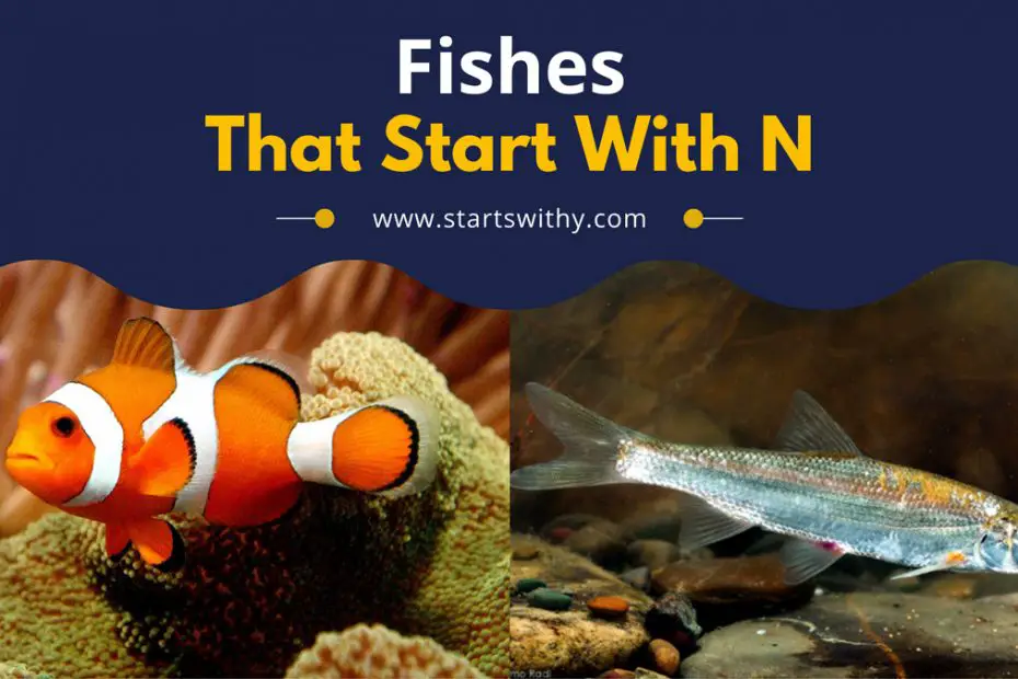 Fishes That Start With N
