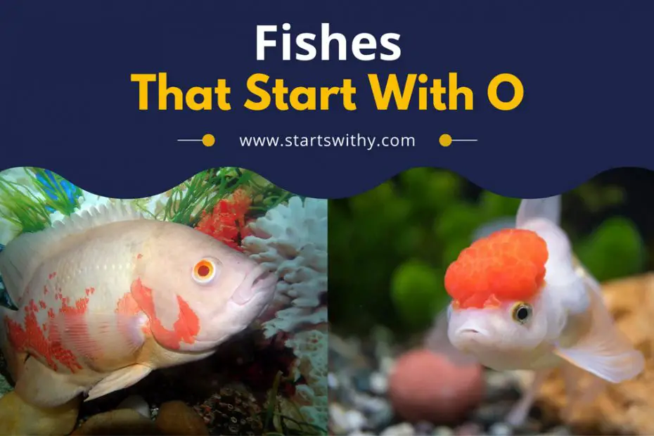 Fishes That Start With O