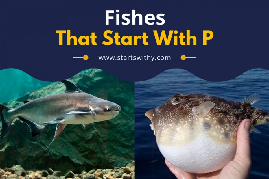 Fishes That Start With P