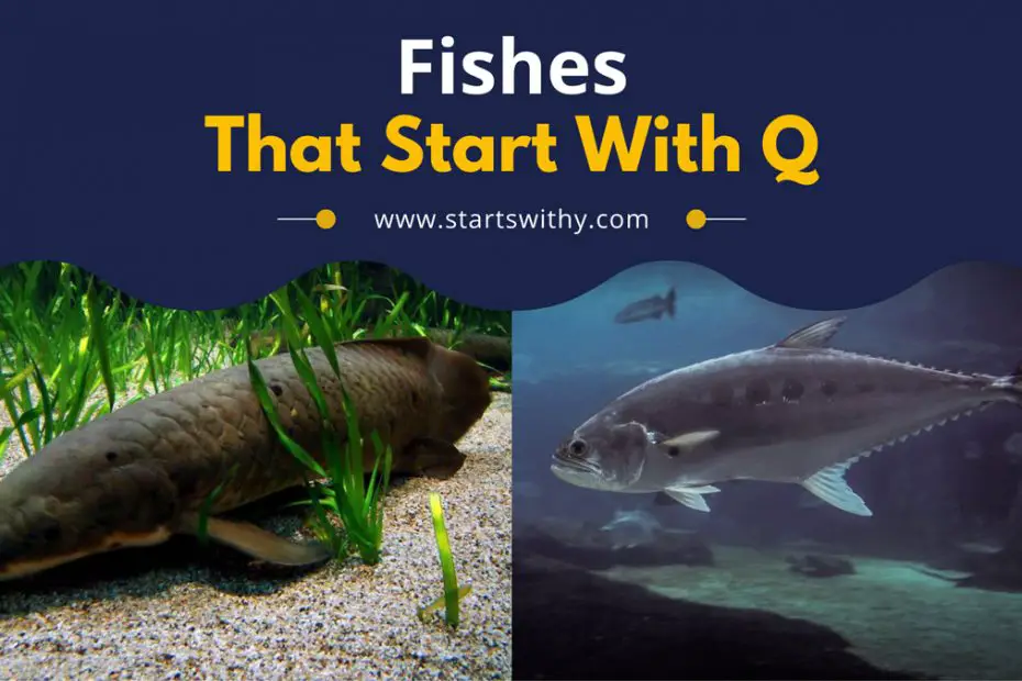 Fishes That Start With Q