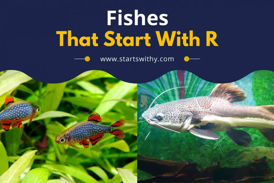 Fishes That Start With R
