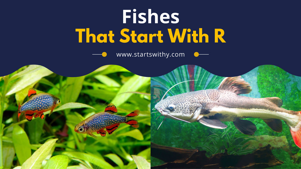 60+ Fishes That Start With R