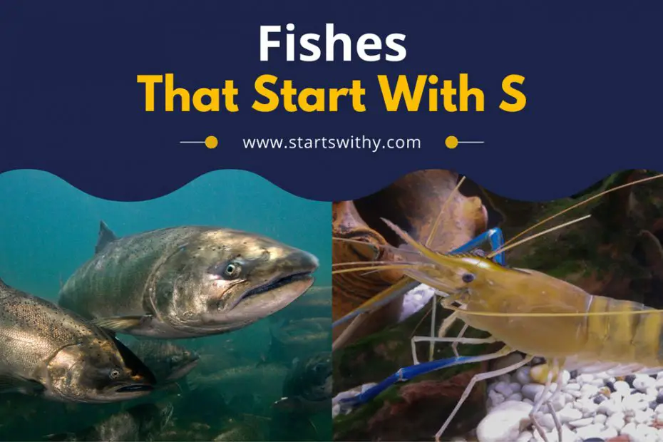 Fishes That Start With S