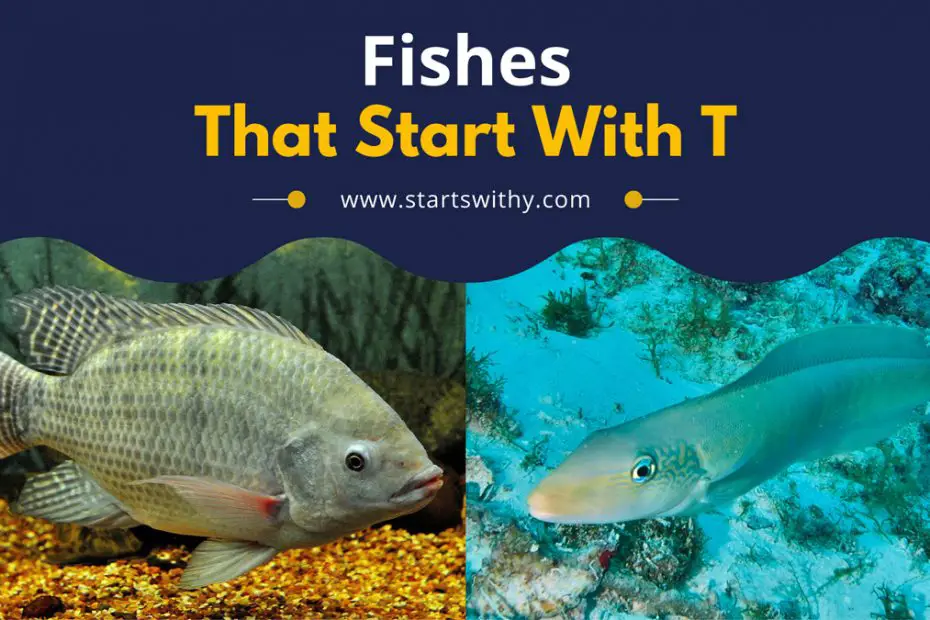 Fishes That Start With T