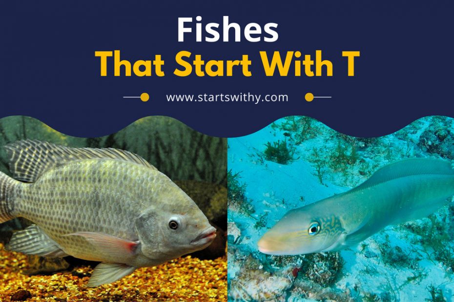 Fishes That Start With T